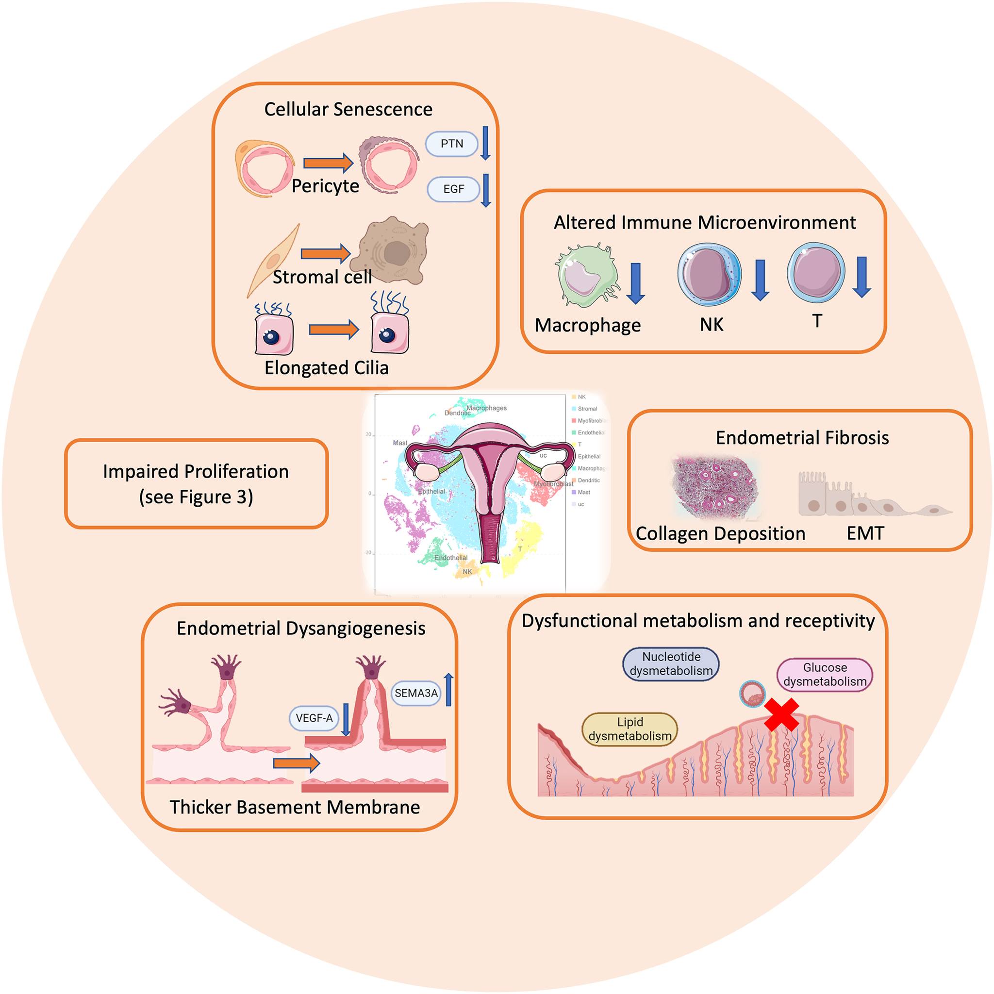 AJOG Expert Review: “Thin endometrium” at single-cell resolution