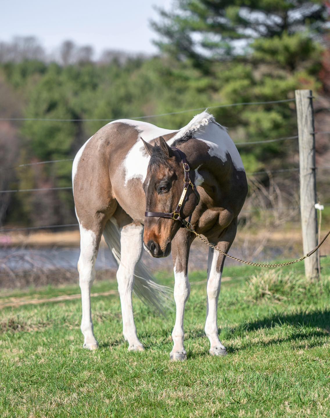 Triple R Horses - Triple R Horses added a new photo.