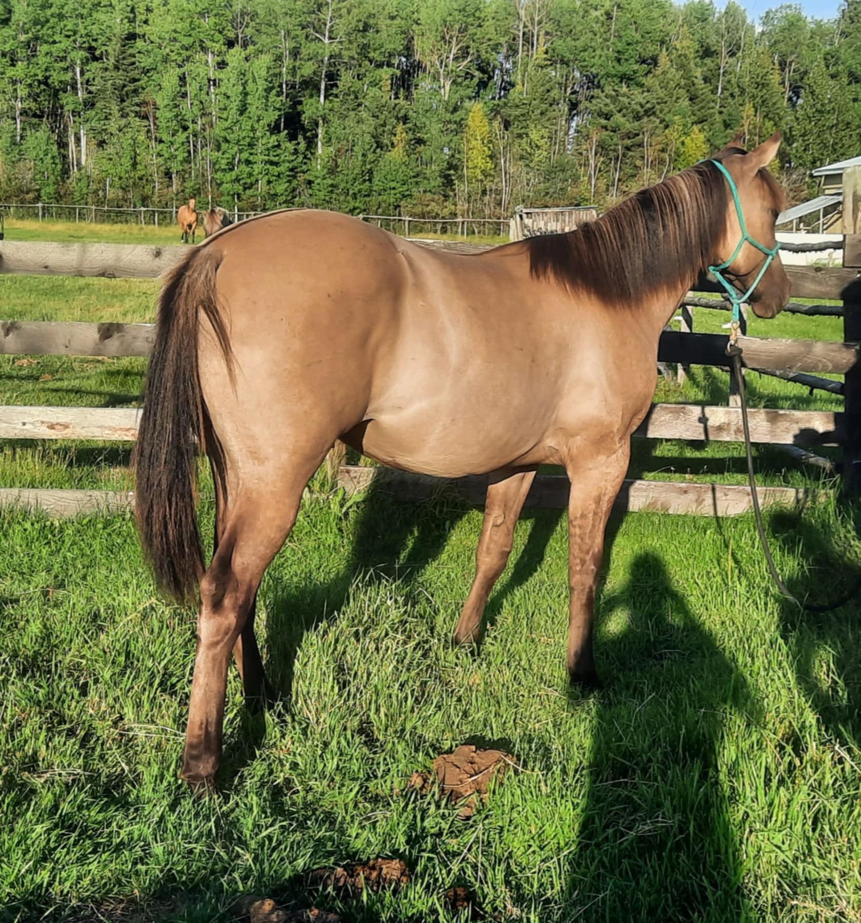 Goldun Dreams Quarter Horses