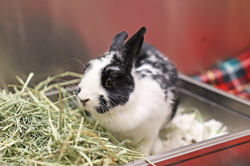 CT - Did You Know? 🐰 Rabbits can rotate their ears almost 270 degrees ...
