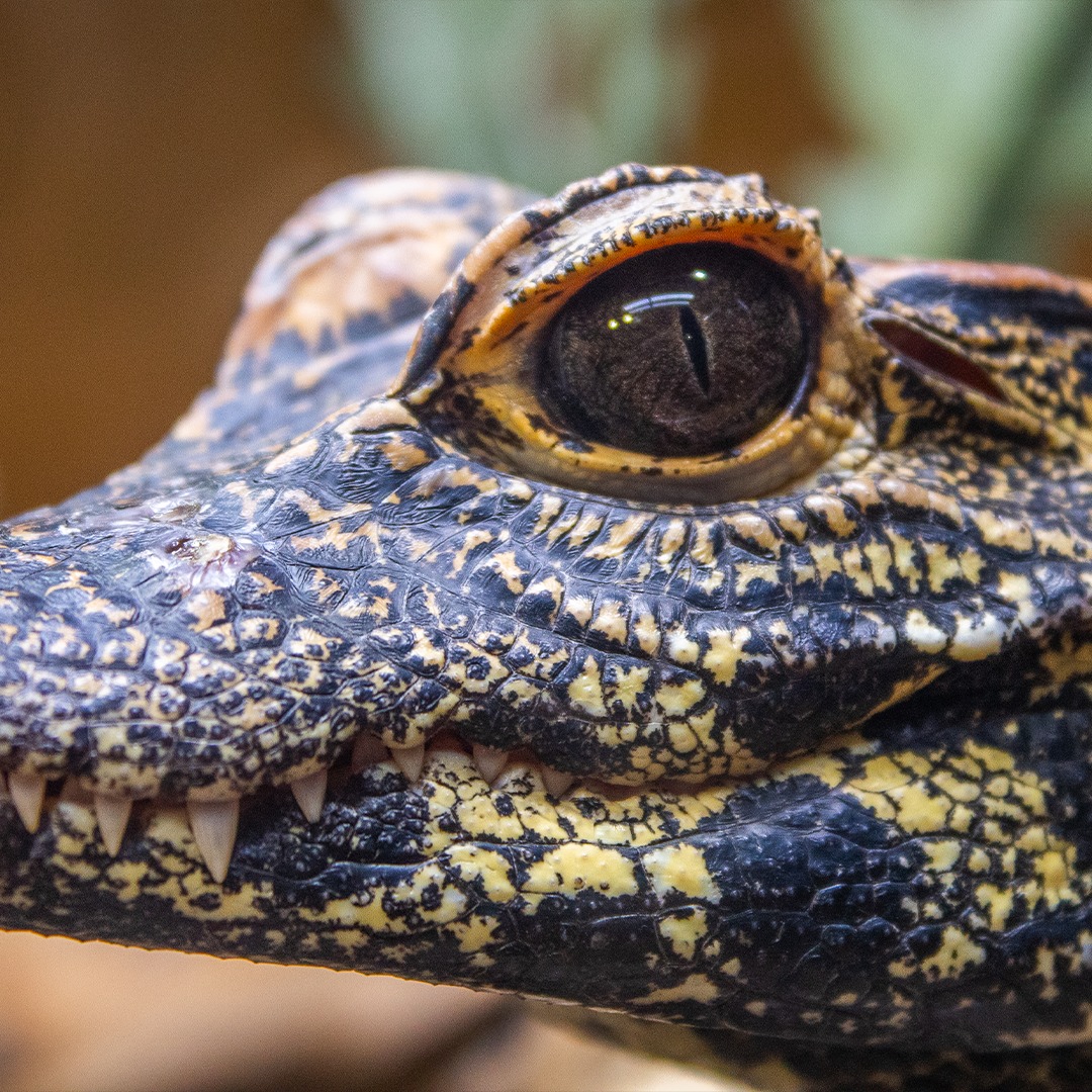Visual Reference: Animal Did You Know The Dwarf Crocodile Is The Smallest