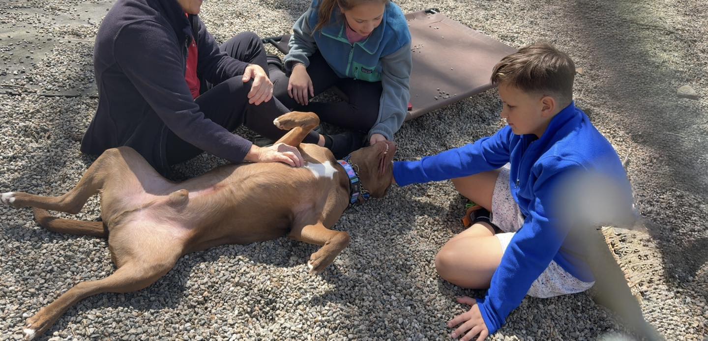 Dog - The only thing Choco really wants in life is multiple sets of ...