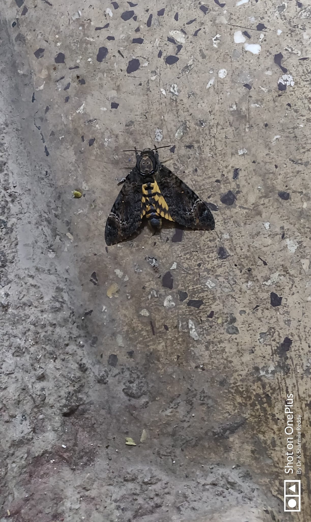 What kind of moth has a skull-like pattern on its head?