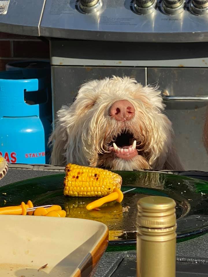 Bryn & Ritchie - Is that sweet corn going begging??? 🌽🐾 ️😂