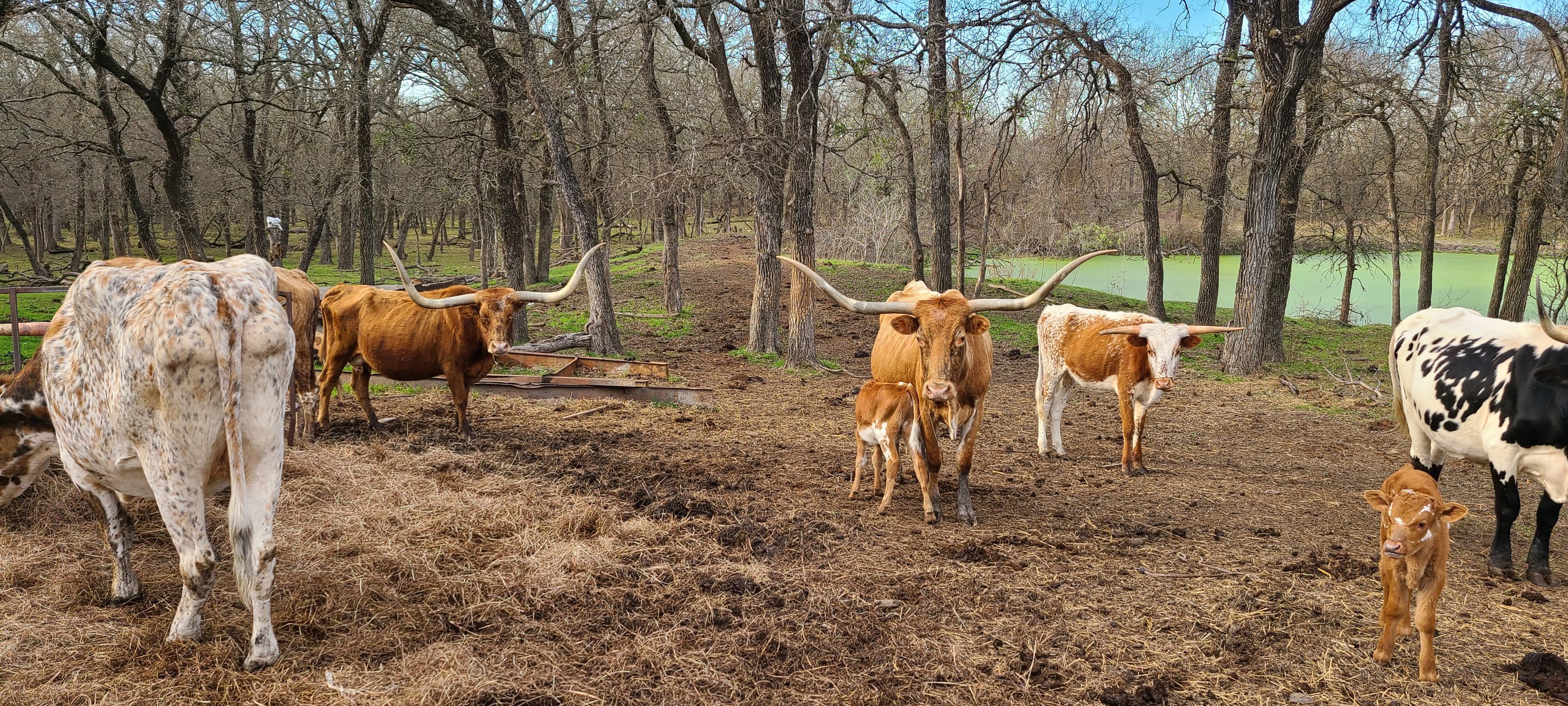 Luck Road Ranch | Hamilton TX