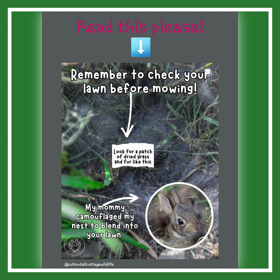 Rabbit Sanctuary - Brisco came to the Sanctuary 4 years ago today. She ...