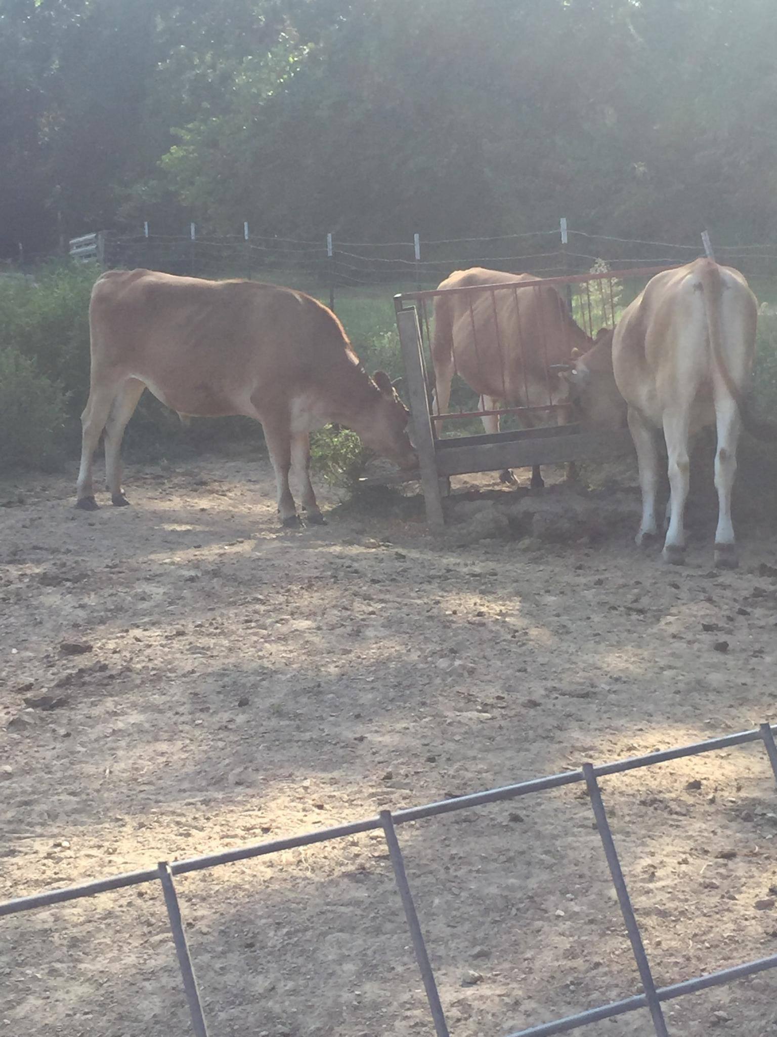 **For Sale** 2 jersey steers... - Roberts Custom Processing | Facebook