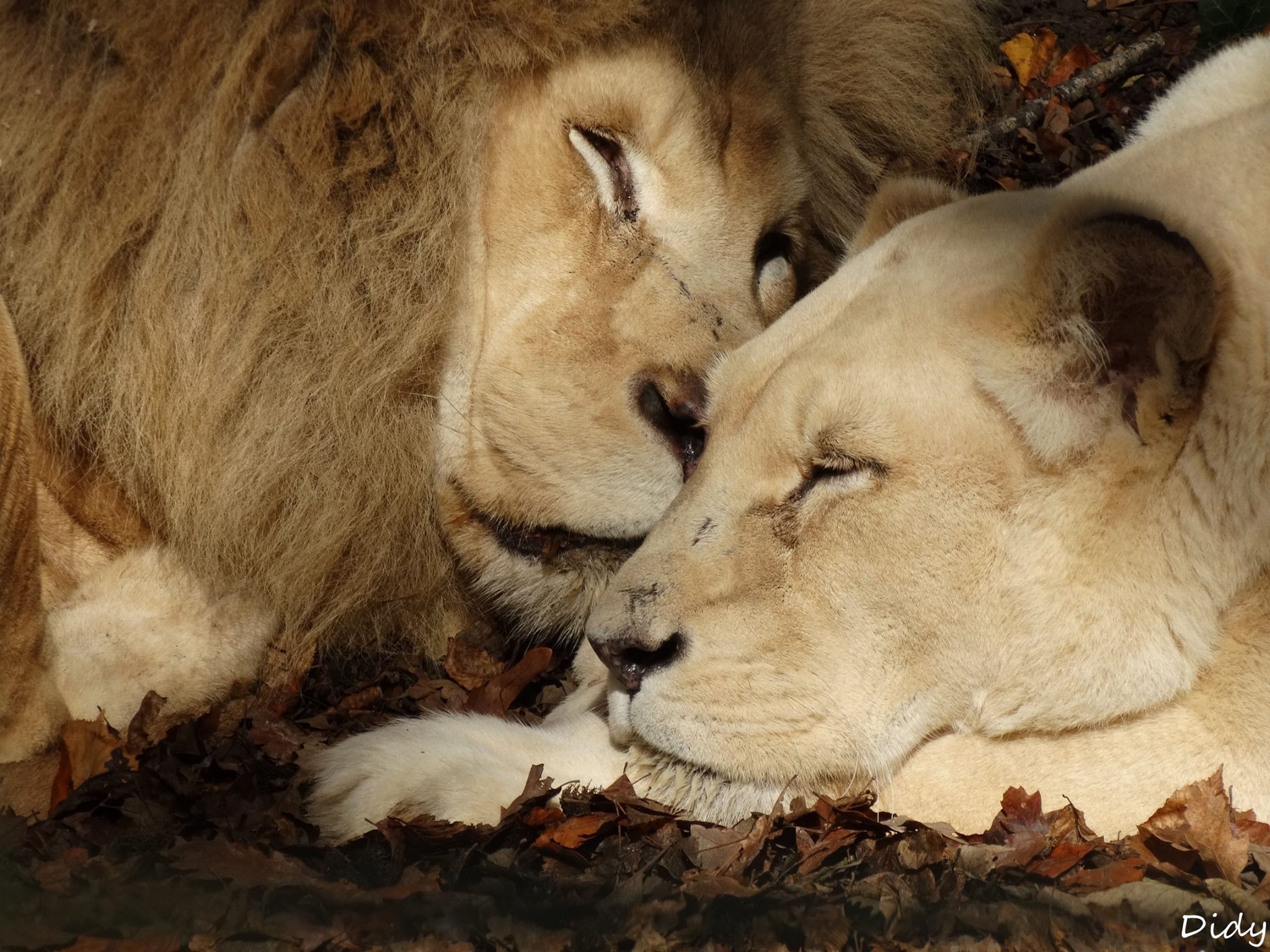 Le ZooParc de Beauval vu par Didy - couple de lions blancs (Makalali ...