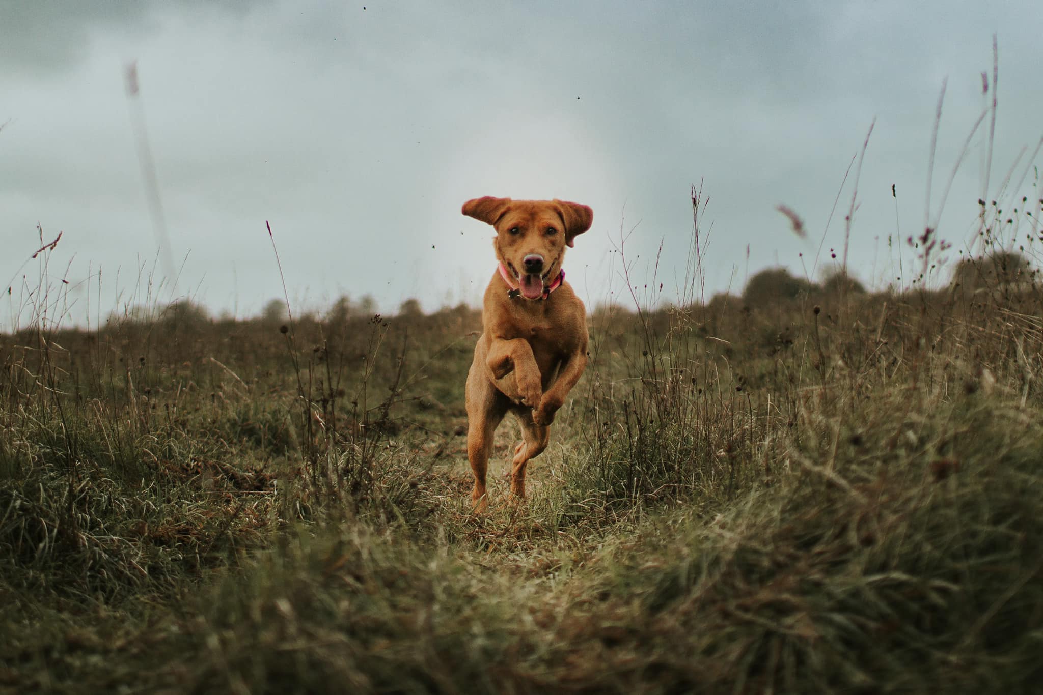 Abbie's Canines - ️START OF A NEW ADVENTURE ️ Welcome to... | Facebook