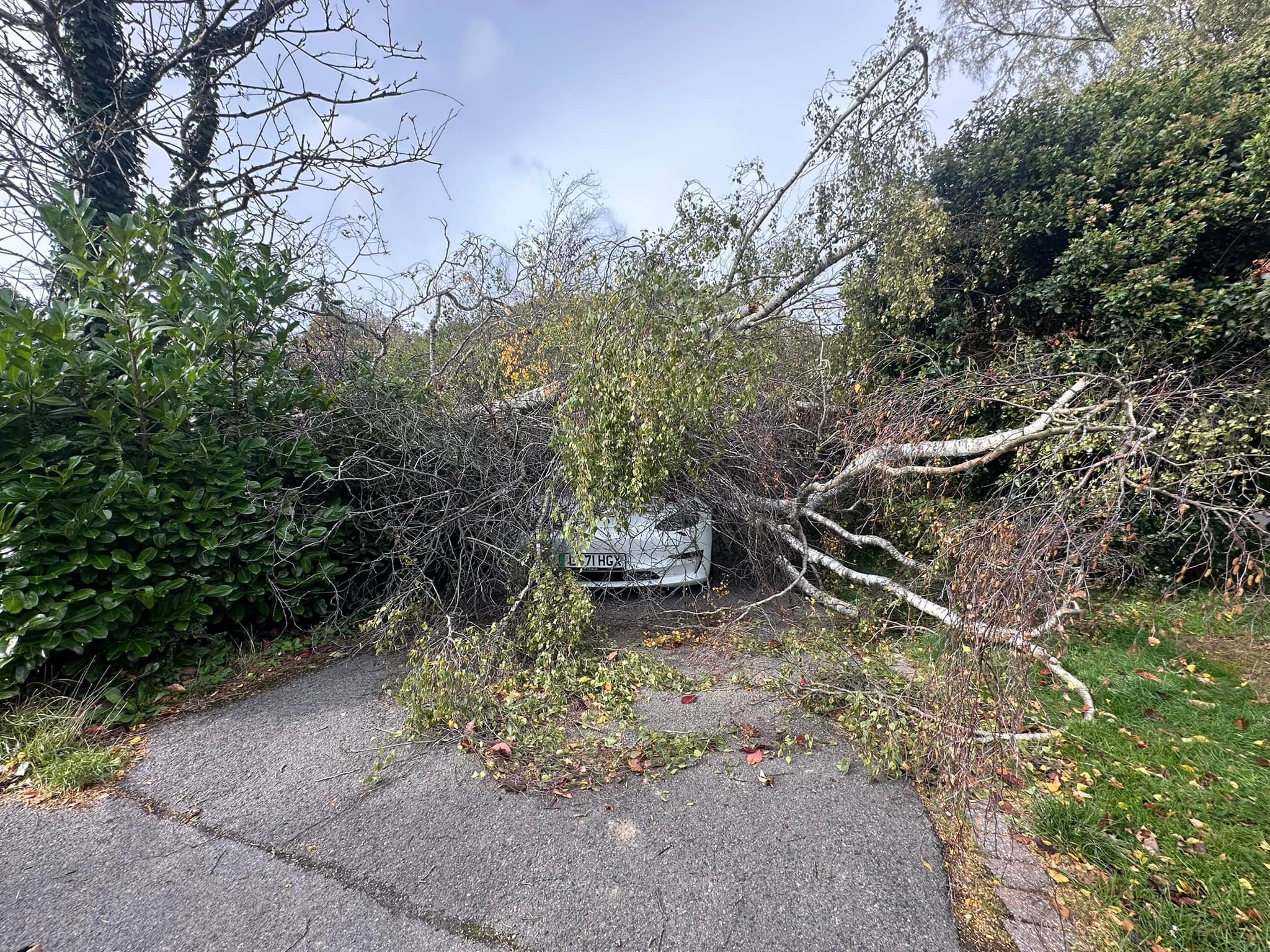 C A Cook & Co Tree services... - C A Cook & Co Tree services