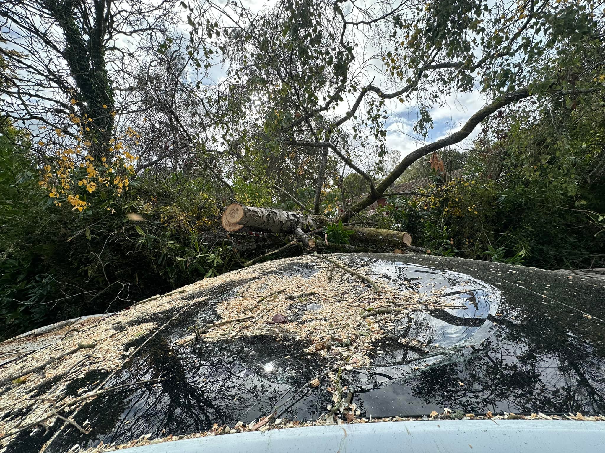 C A Cook & Co Tree services | Thatcham
