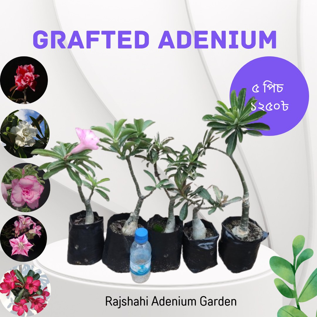 Rajshahi Adenium Garden