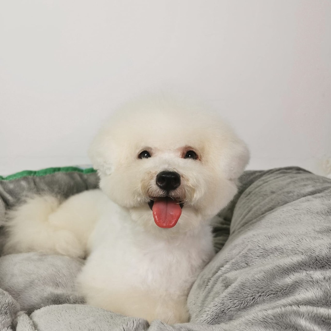 Inu Town - Our mini Bichon Frise has touched down in...