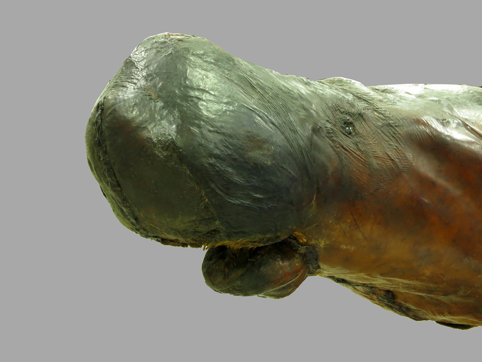 國立臺灣博物館 National Taiwan Museum - 儒艮 學名：𝐷𝑢𝑔𝑜𝑛𝑔 𝑑𝑢𝑔𝑜𝑛 英文名稱：Dugong 編目號 ...