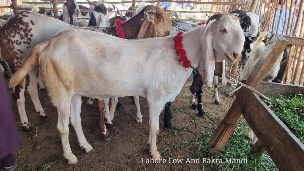 Haji Ramzan & Sons Goat Farm