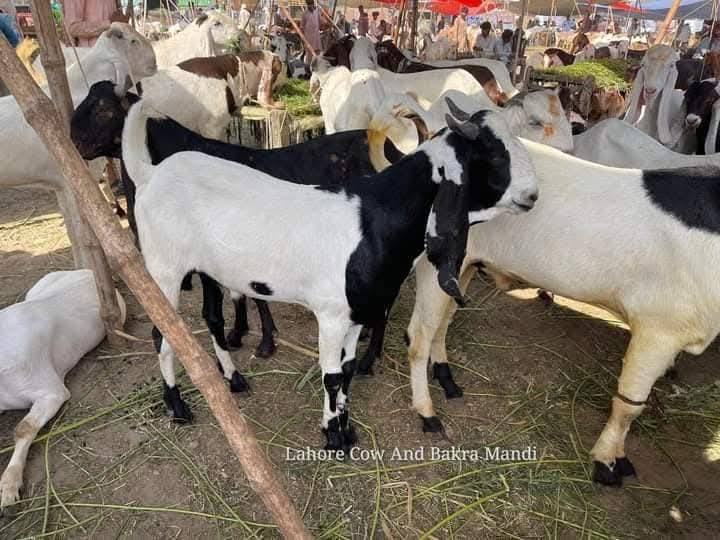 Haji Ramzan & Sons Goat Farm