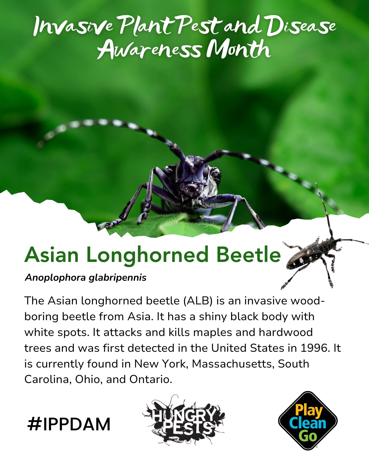 PlayCleanGo - 🌿 Invasive Plant Pest and Disease Awareness... | Facebook