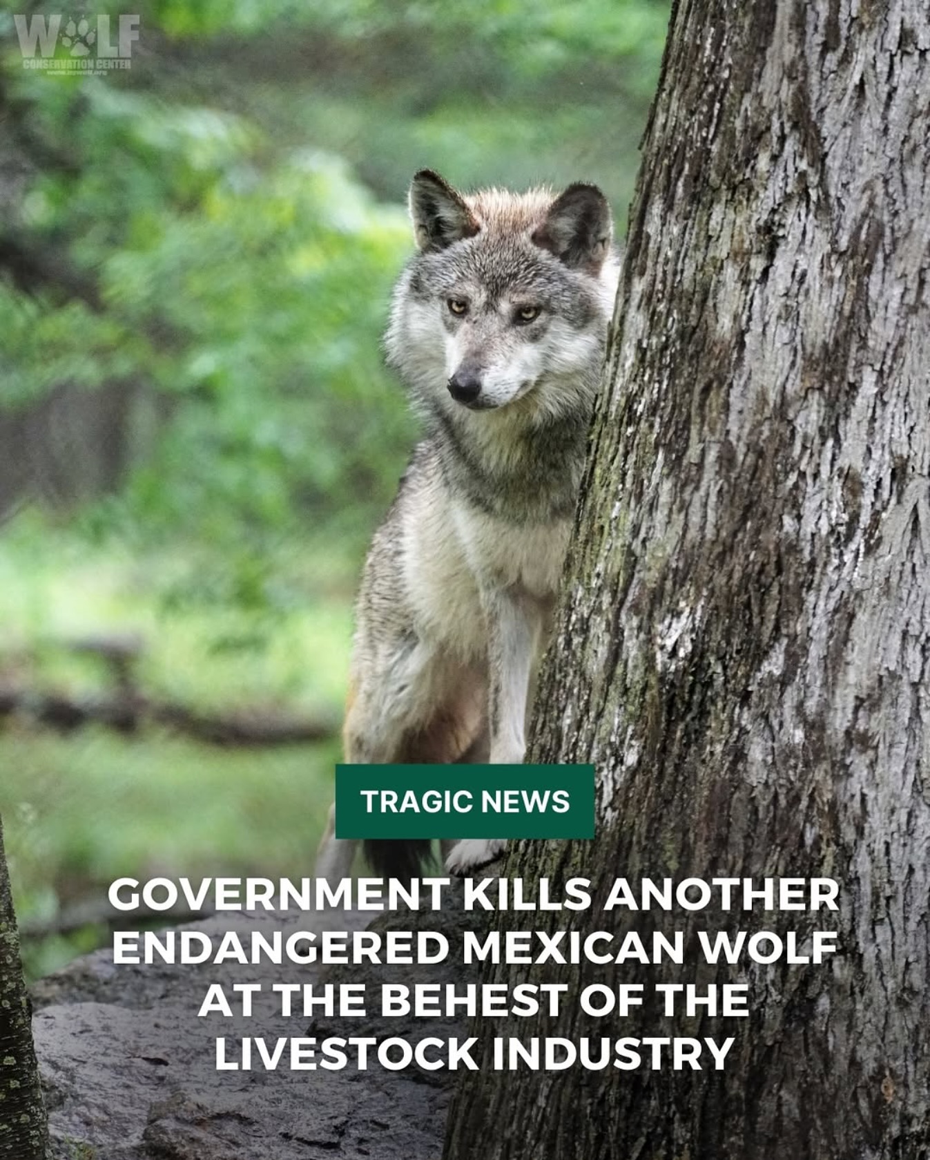 Apex - BREAKING NEWS from @wolfconservationcenter ️ The USFWS has ...