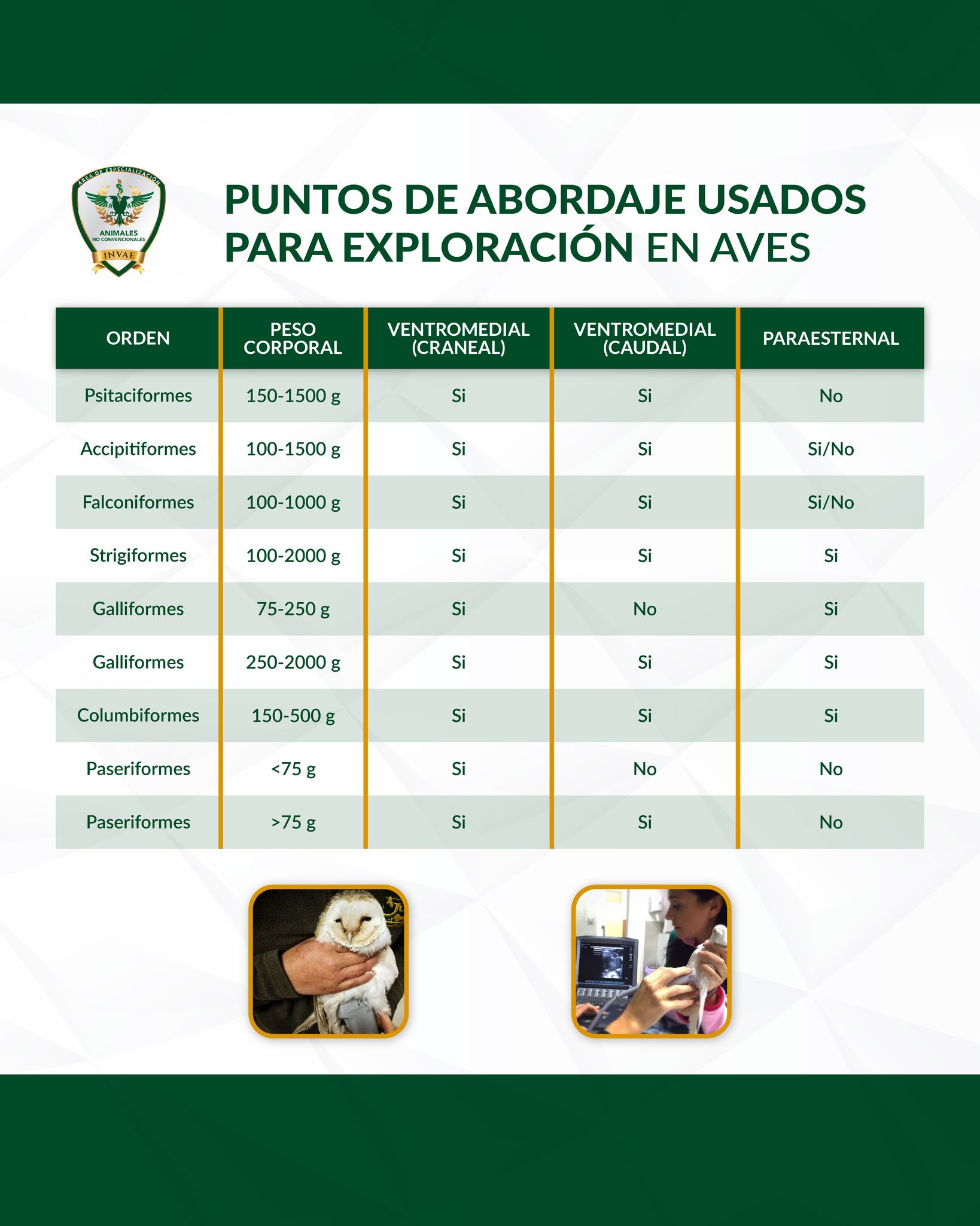 INVAE - El ultrasonido es una herramienta muy útil para evaluar las ...