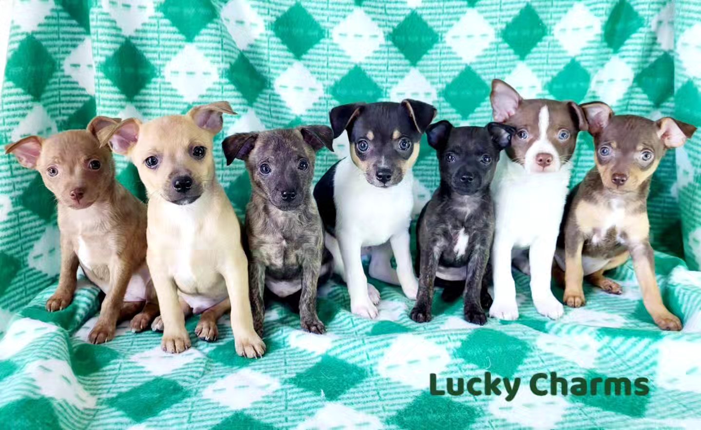 CaliRats Toy Rat Terriers | Atlanta TX