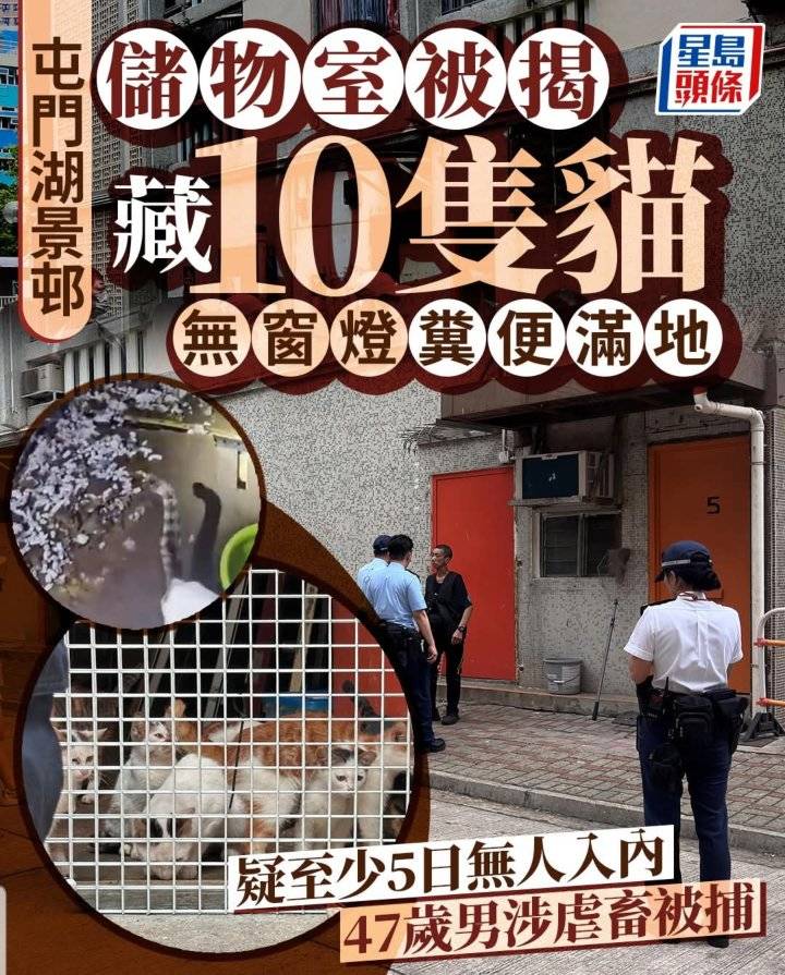 D100 Fans Club - 貓義工表示，街坊曾用卡紙揳入食物，一揳入去，啲貓就打架，好似好肚餓爭食咁... | Facebook