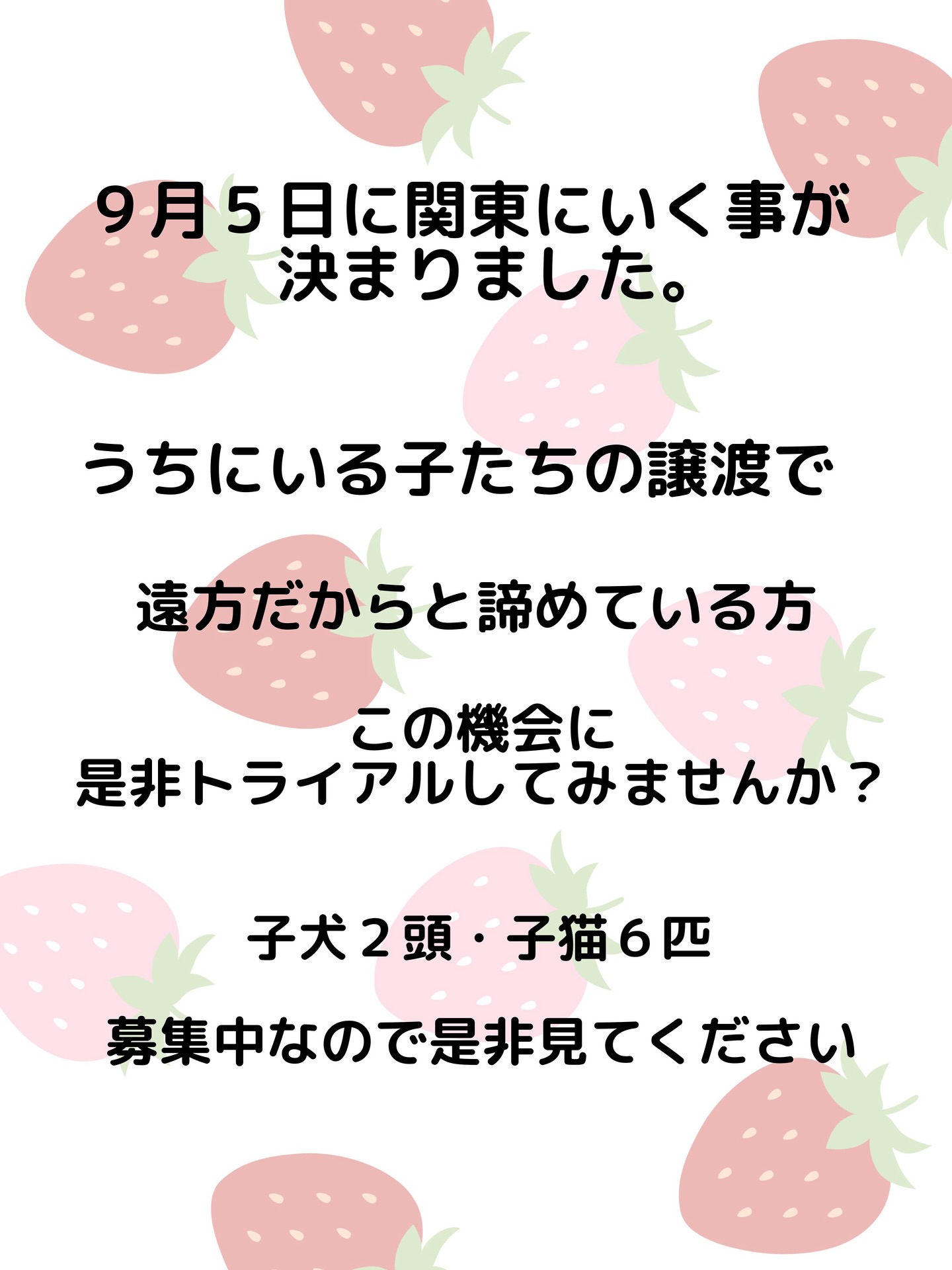 紫友会 #里親募集中