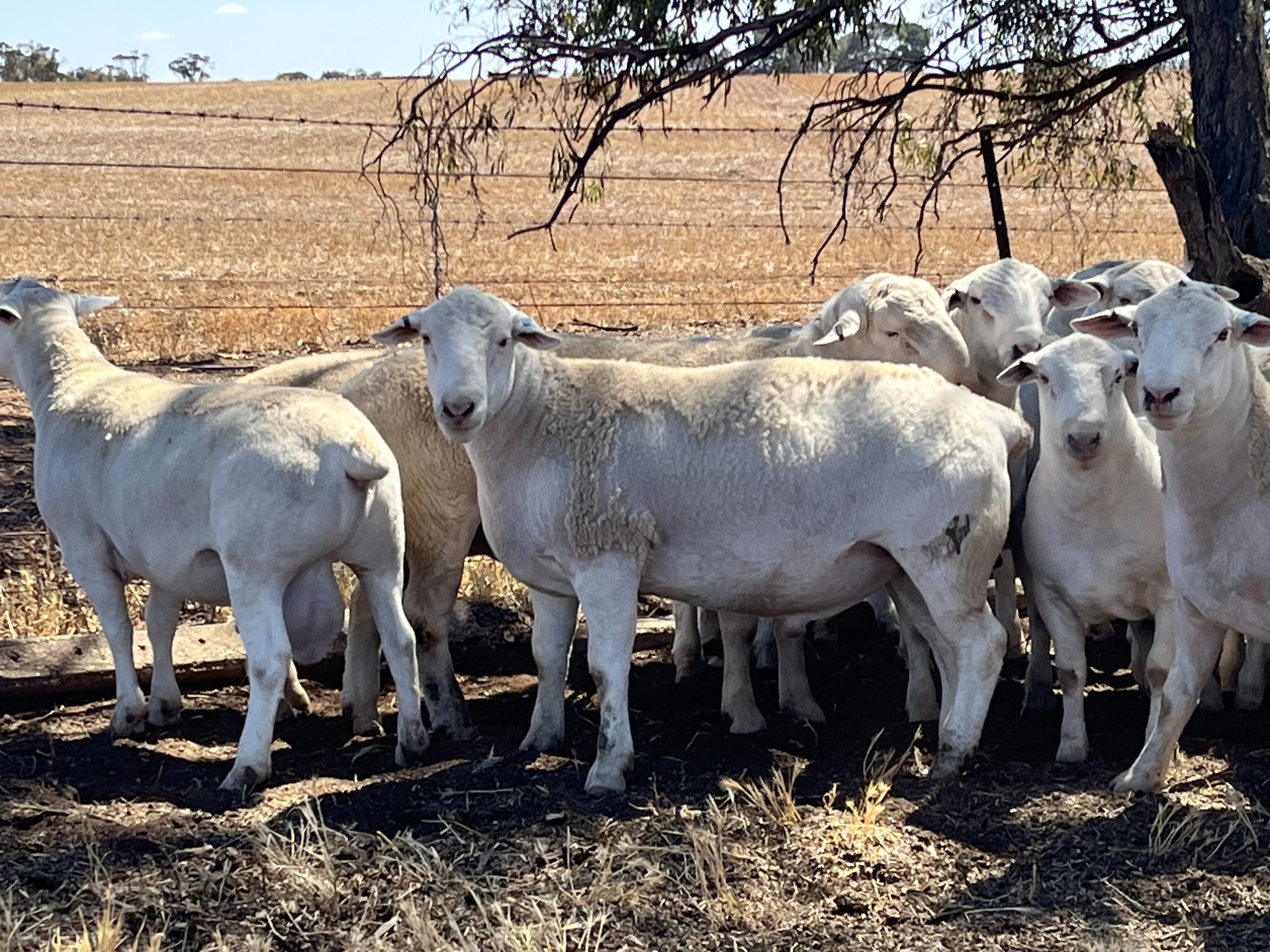 Ashmore Rams