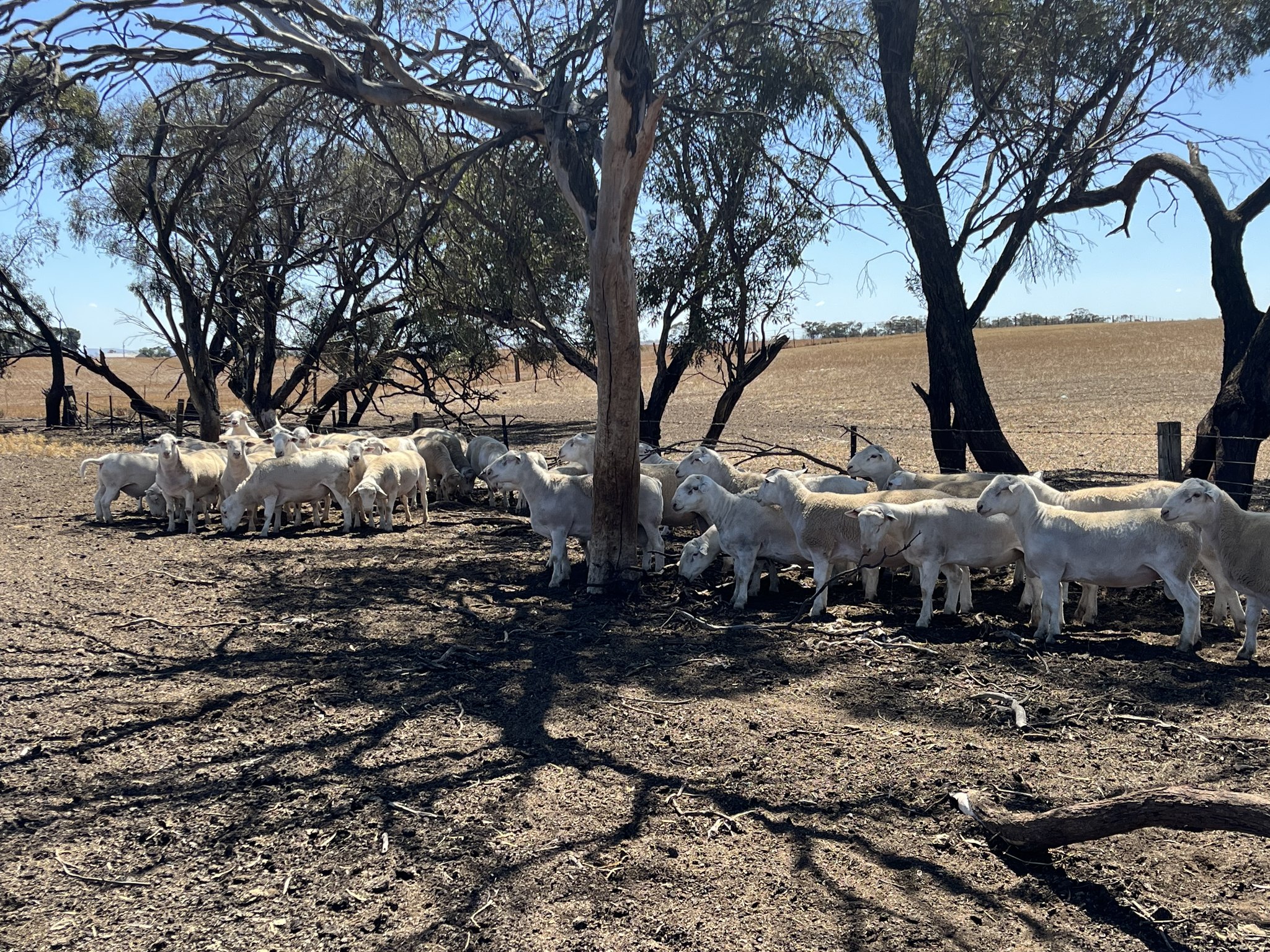 Ashmore Rams