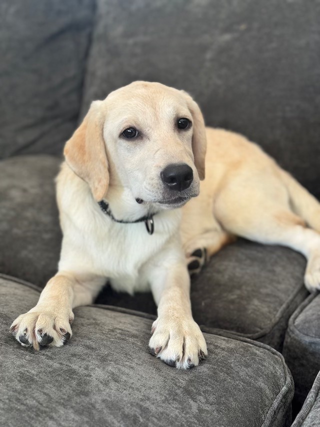 Monterey Bay Lab Rescue