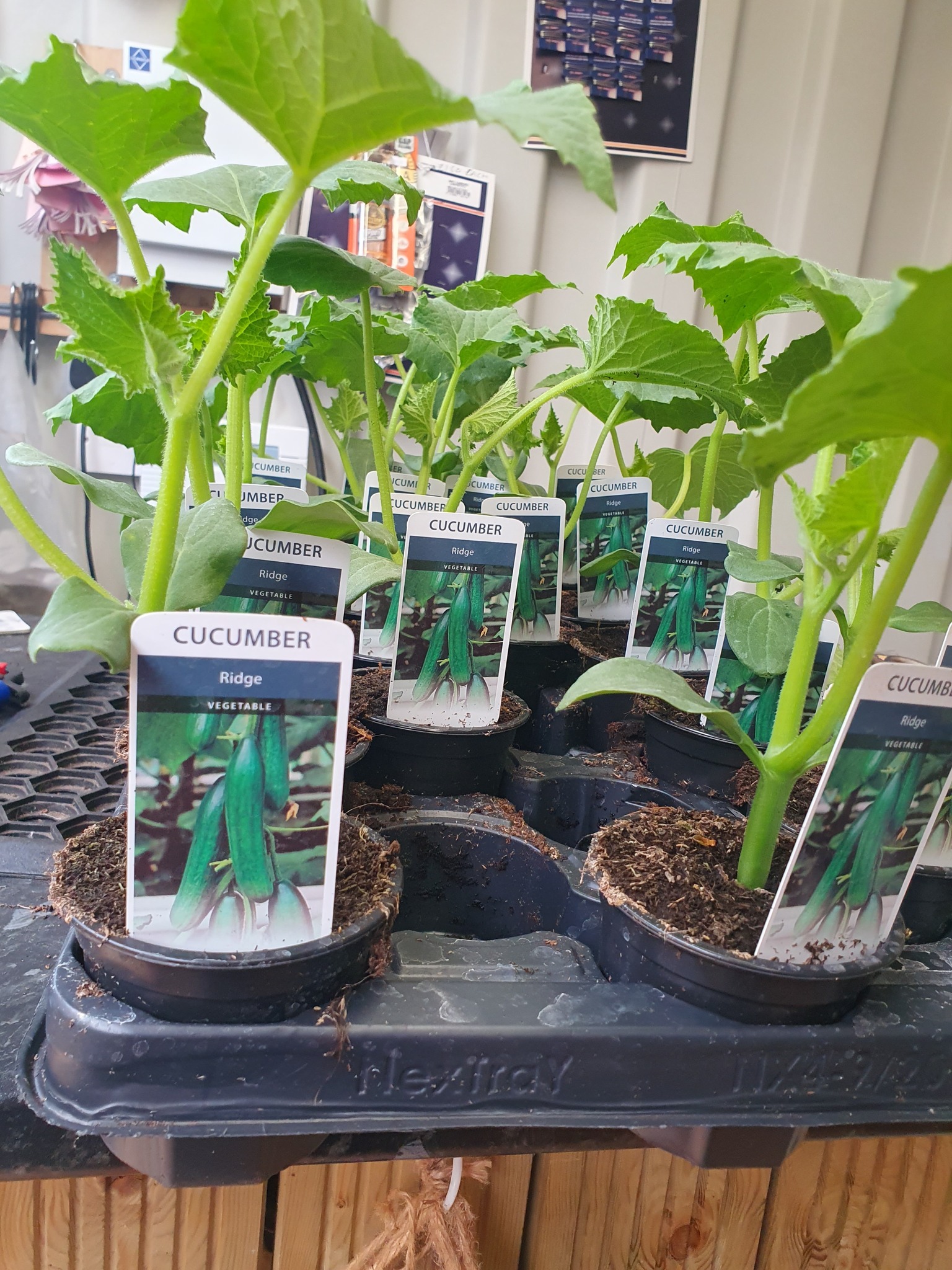 Three different types of Cucumber... - Tingdene Garden Centre | Facebook