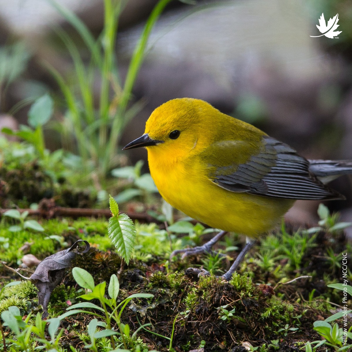 Nature Conservancy of Canada / Conservation de la nature Canada ...