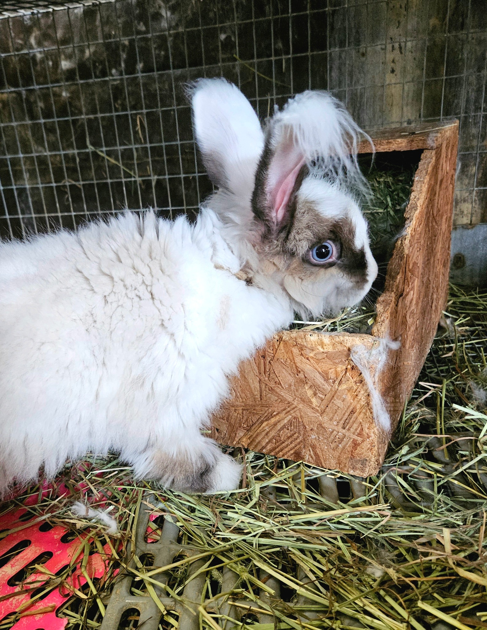Rowdy Ranch German Angora Rabbits | Cedar Creek TX