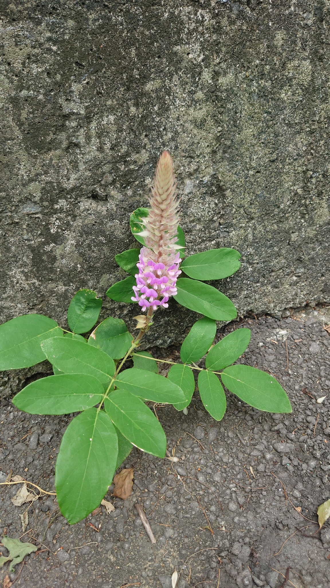 穗花棋盤我從小苗帶回來種，葉子也好看，沒想過會把花種出來，太意外了