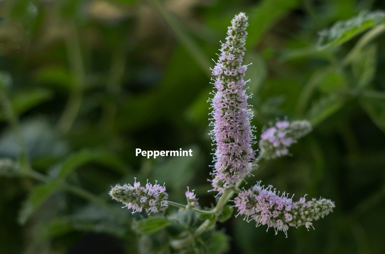 Learning Herbs Made Easy | **Peppermint** | Facebook
