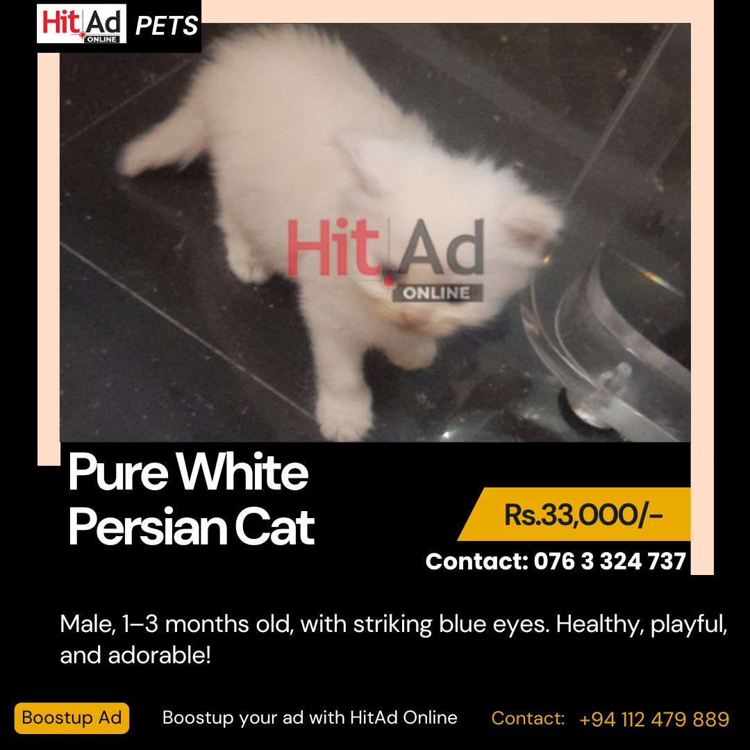 HitAd Online - Pure White Persian Cat For more... | Facebook