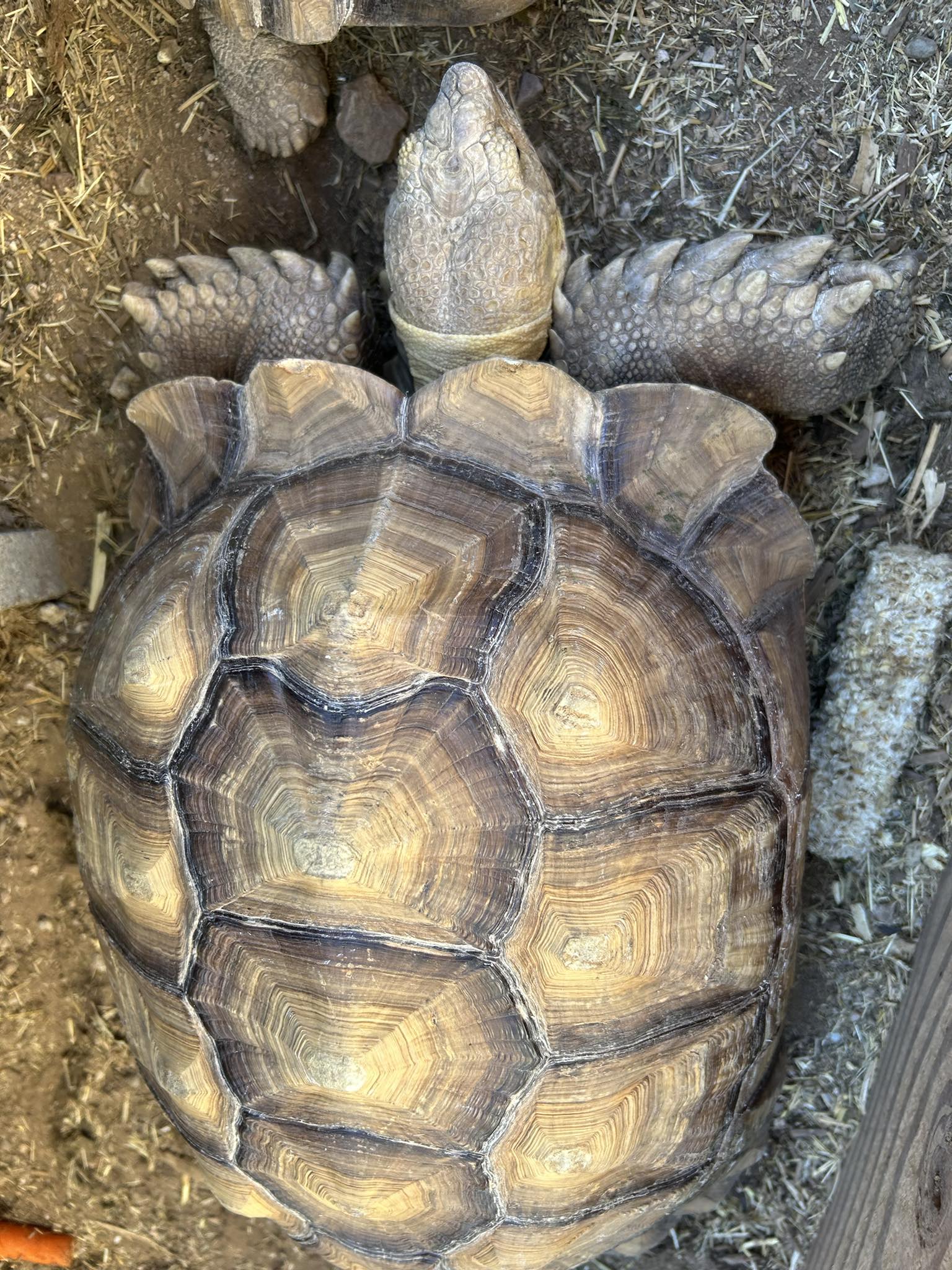 Stray... - Southern Arizona Reptile Rescue & Education | Facebook