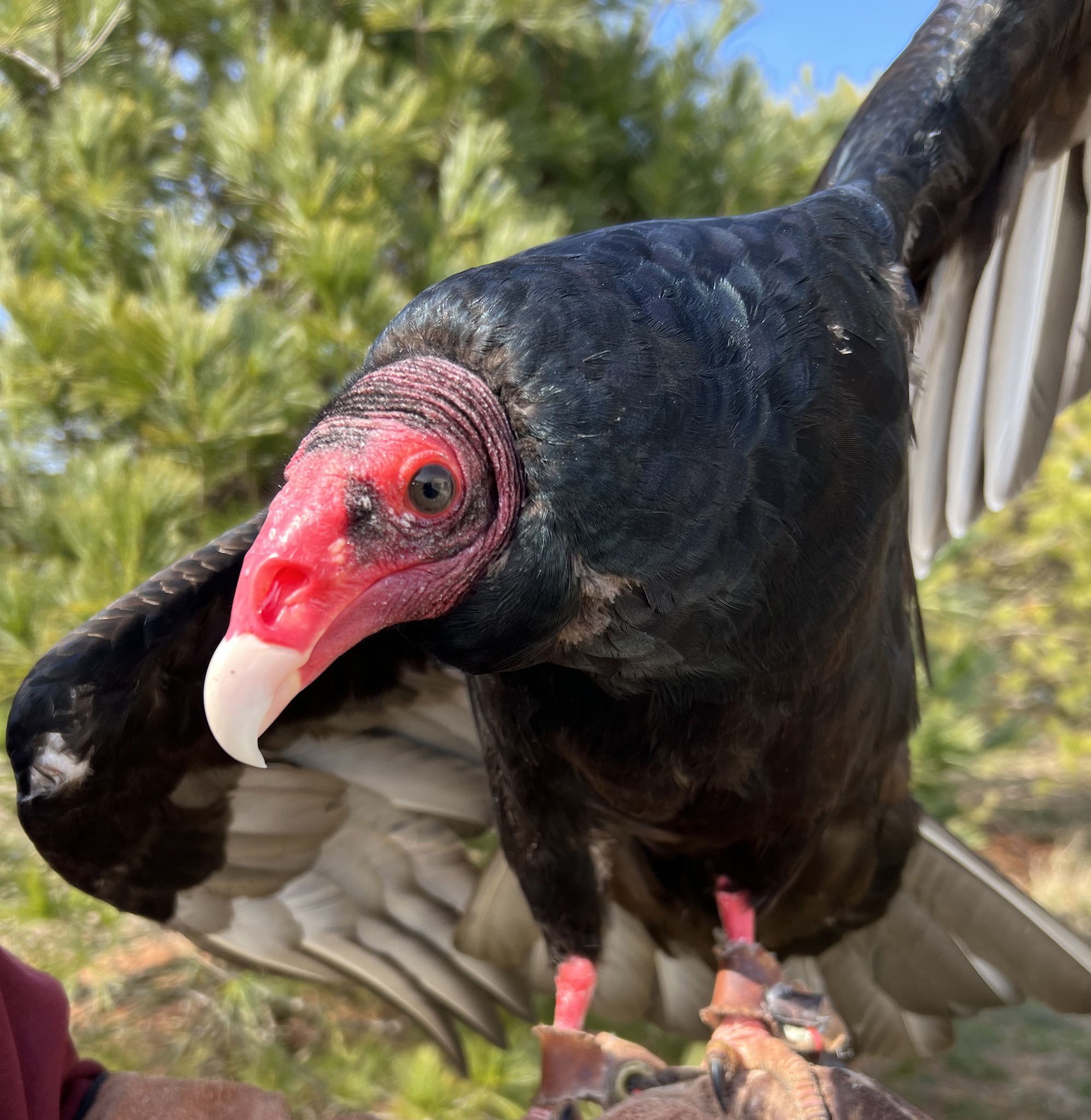 Nova, Soarin' Hawk's new... - Soarin' Hawk Raptor Rehab | Facebook