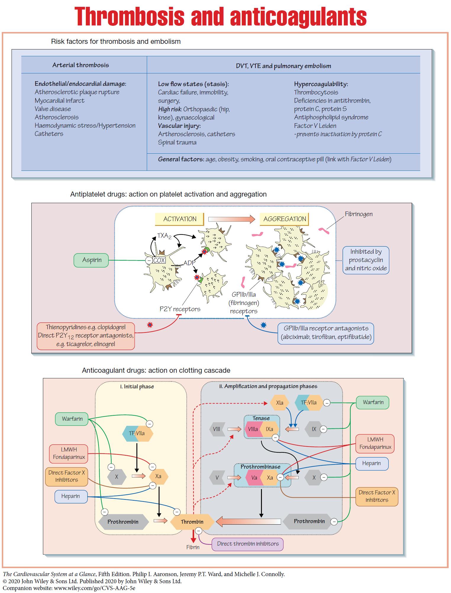 Manual - Thrombosis, Antiplatelets and Anticoagulants | Facebook