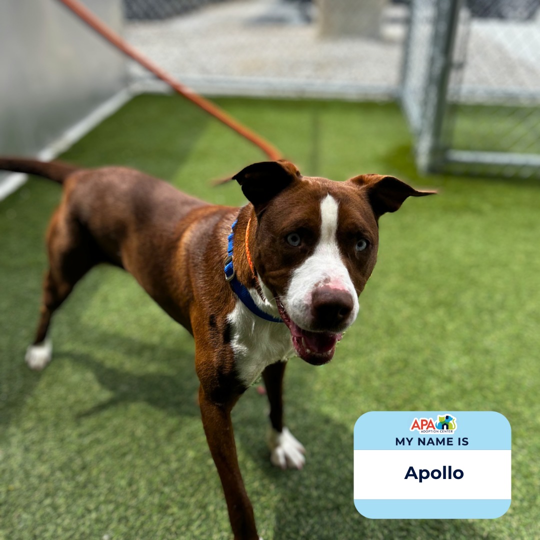 Animal - Get to know Apollo: https://apamo.org/adopt/adoptable-pets ...