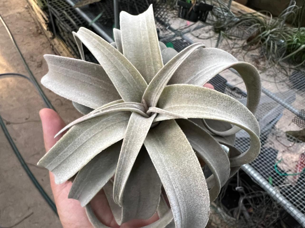 latifolia v. leucophylla A challenging species in my climate.