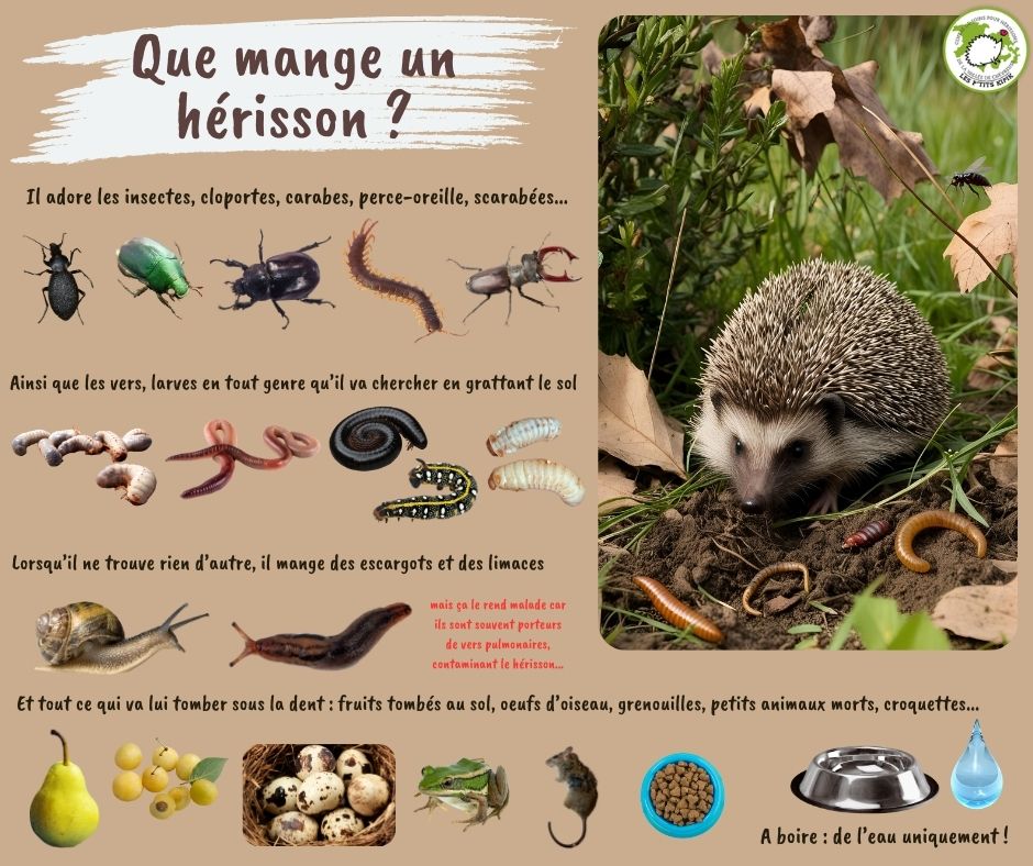 les-mais-qu-est-ce-que-a-mange-un-h-risson-h-bien-un-peu-tout