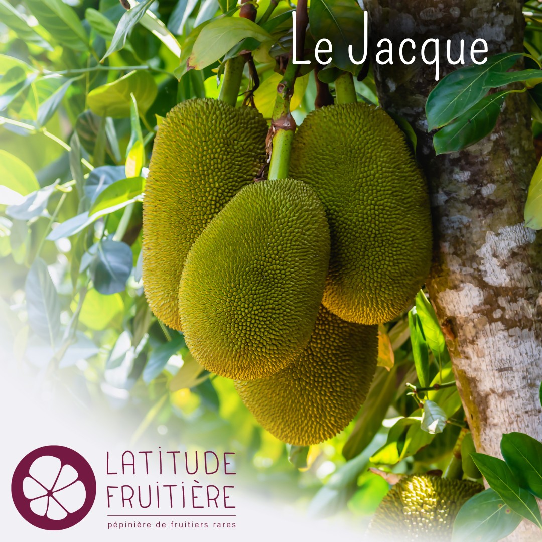 latitude-fruiti-re-saint-philippe-r-union