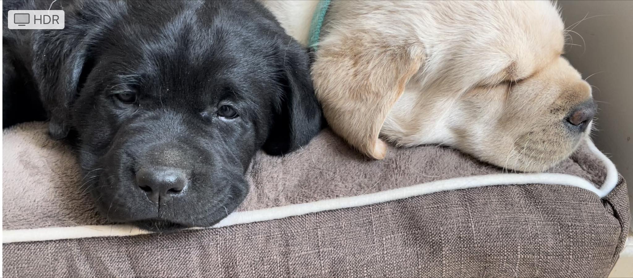 Labradors du Petit Vey
