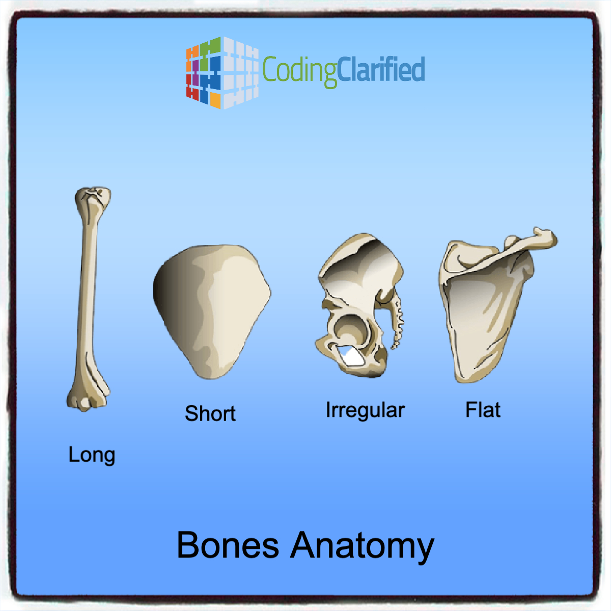 Bone Anatomy Bones are classified by... - Coding Clarified | Facebook