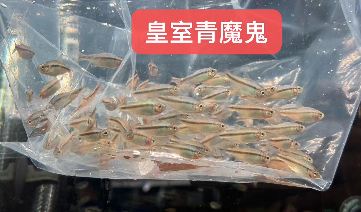 荃灣水族情迷aquadesign added a new photo. - 荃灣水族情迷aquadesign