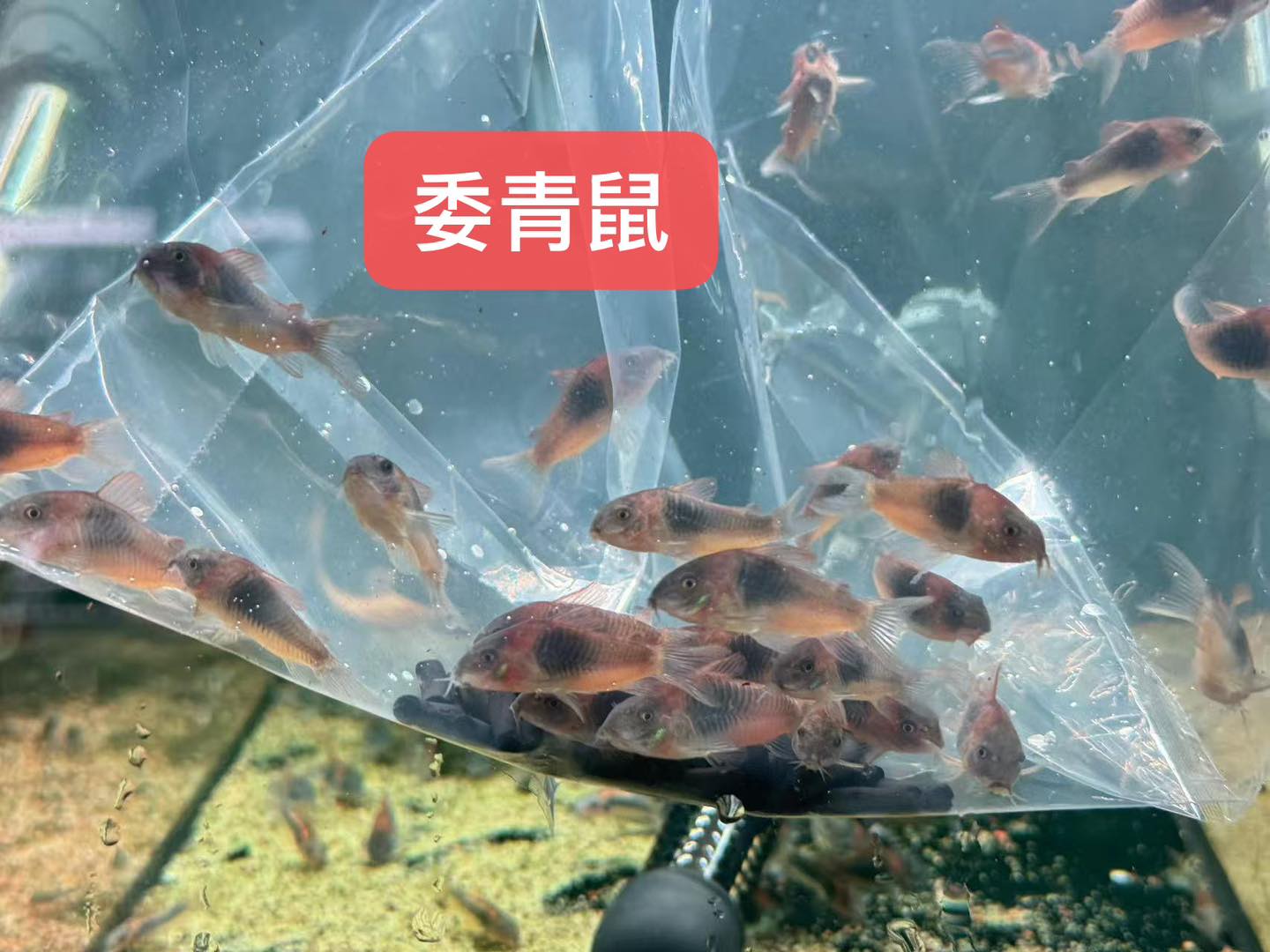 荃灣水族情迷aquadesign added a new photo. - 荃灣水族情迷aquadesign