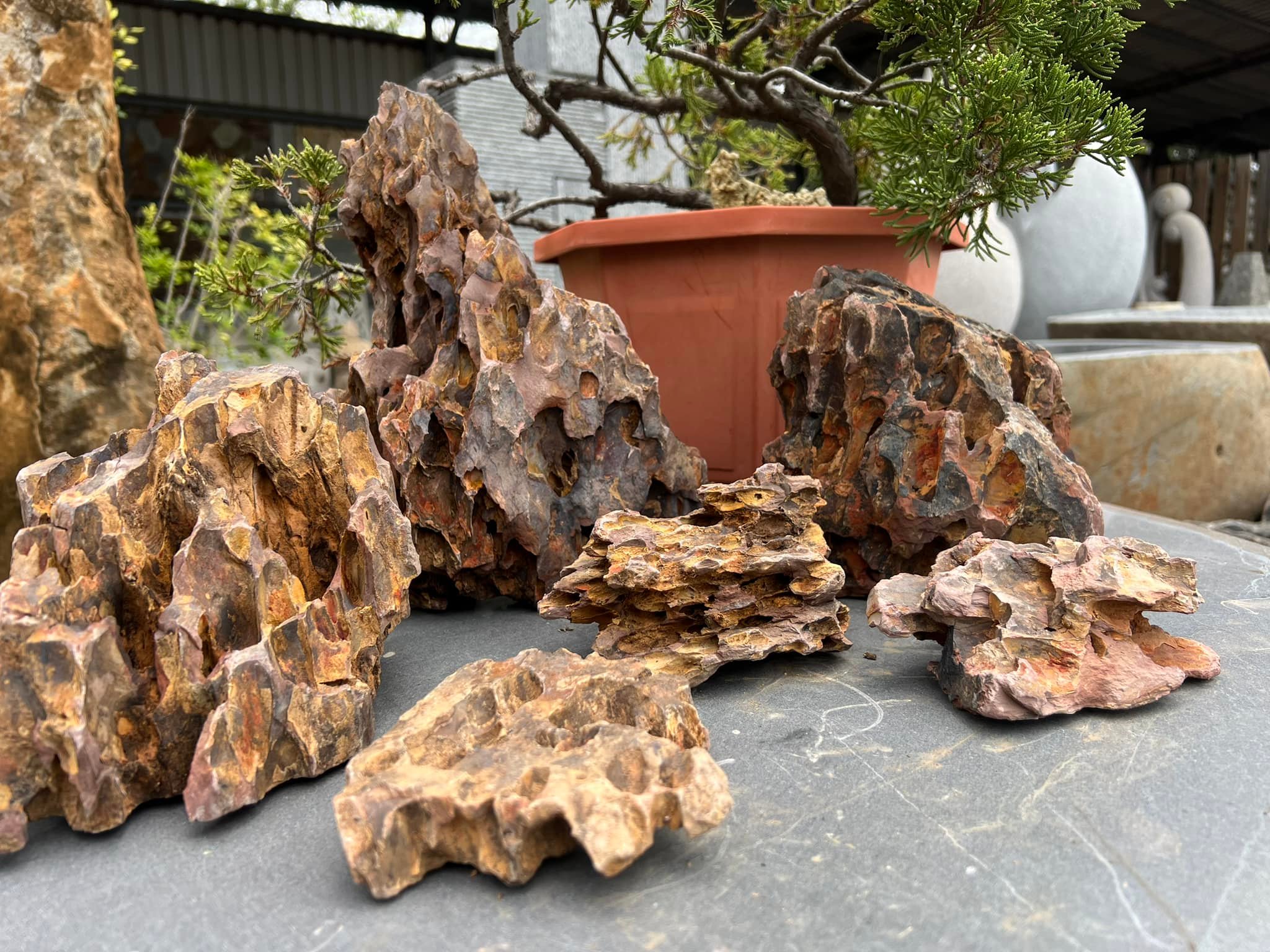 新到貨！！！ 虎皮石（松皮石） 石皮似松，顯出樹樁的蒼勁渾雄， 形如 