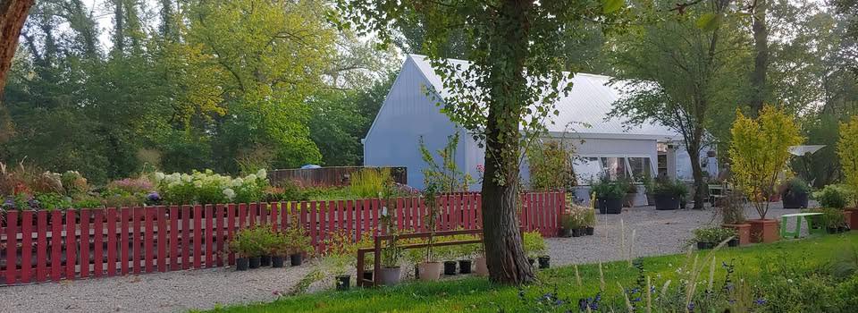 Buddleja Davidii 'Flower Power' – Pianta Di Arbusto Delle Farfalle Con Fiori Arancioni E Viola, Vaso 18 Cm, Alta 30 Cm