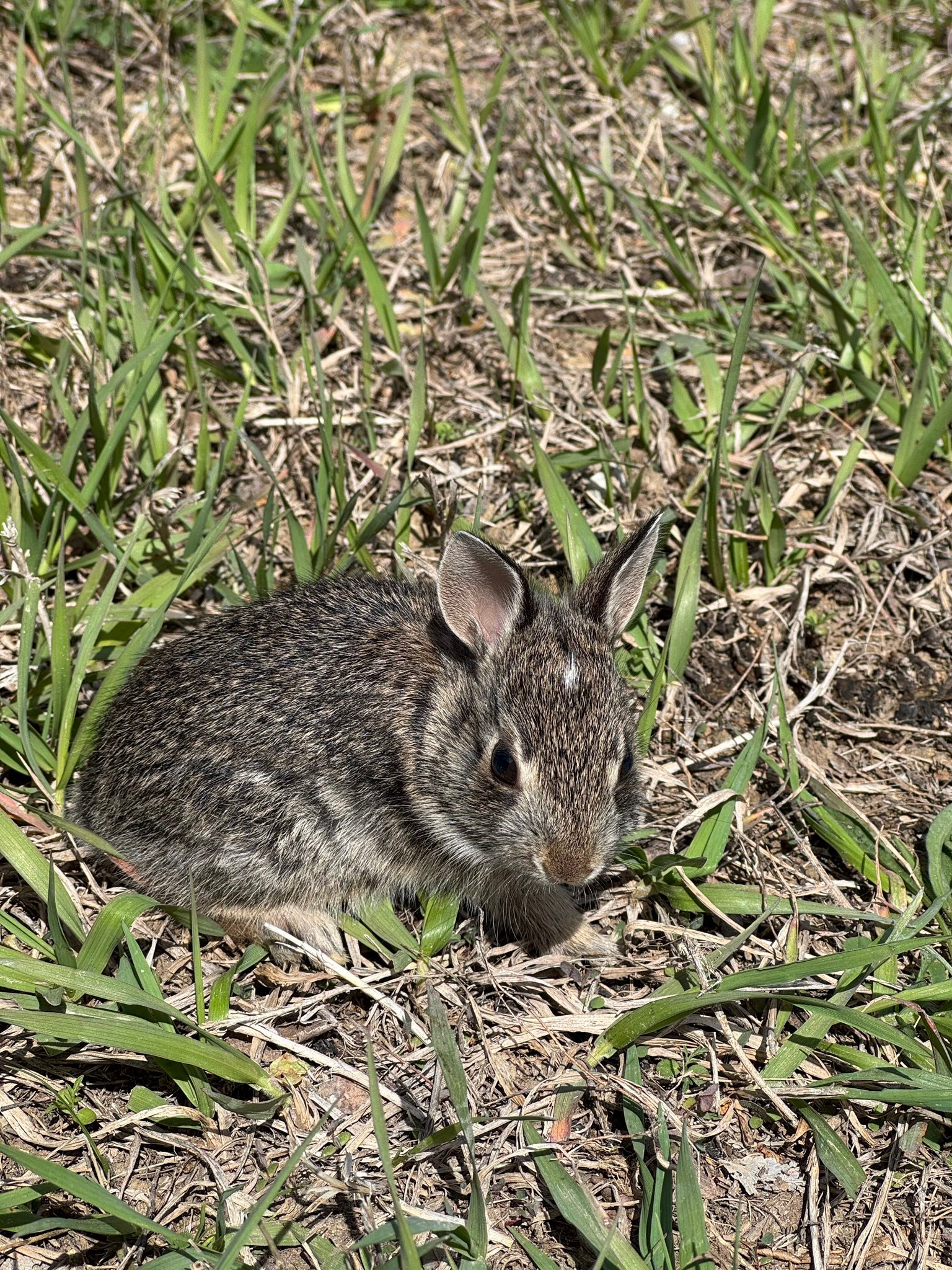 Wildlife Rescue Team Nebraska | Lincoln NE