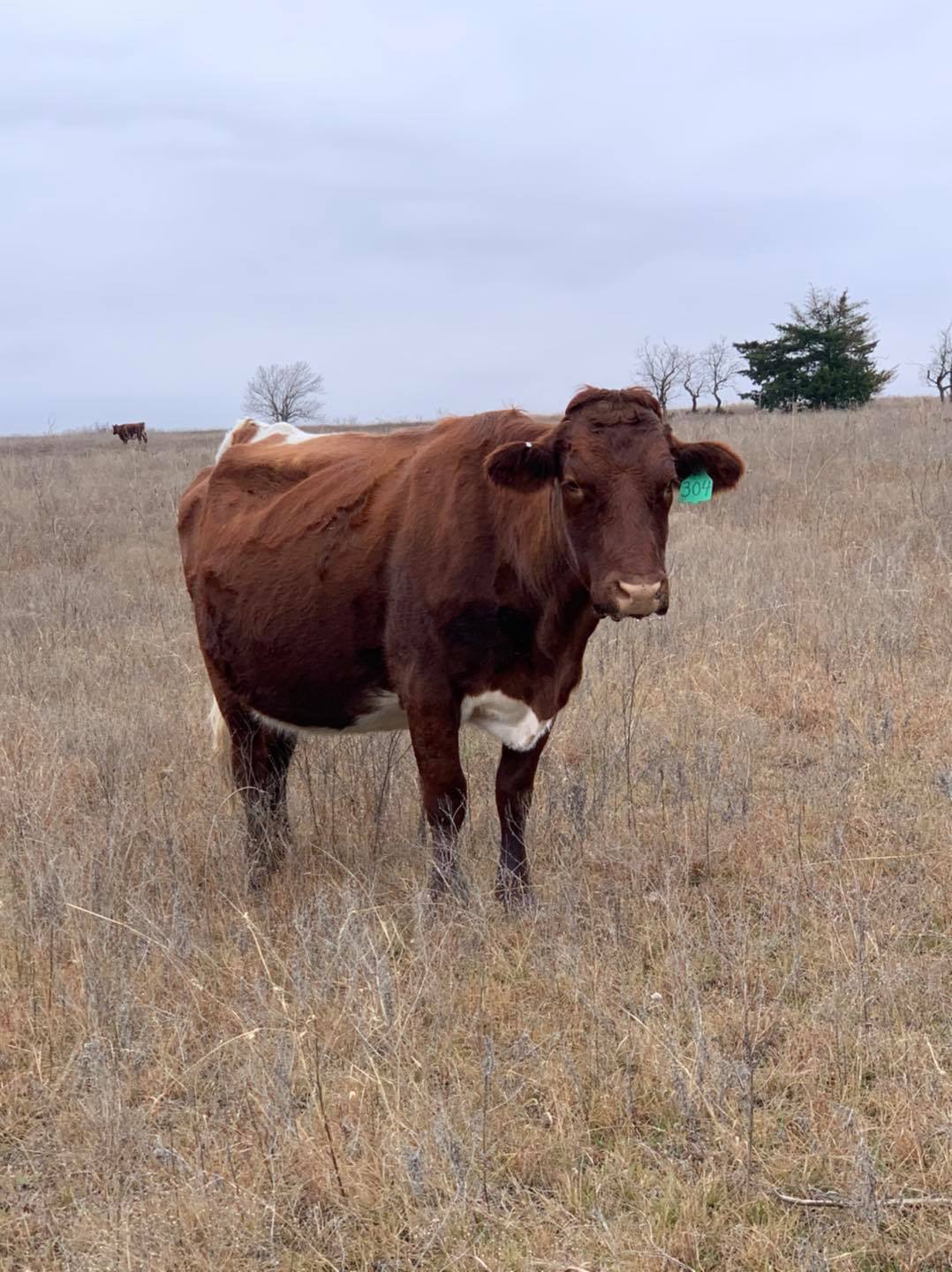 NoName Ranch Beef | Wynnewood OK